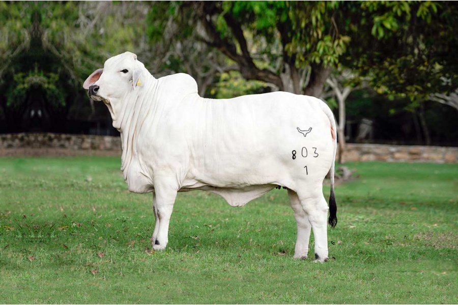 LOTE 23 - LADY CAVA 803/1 TE