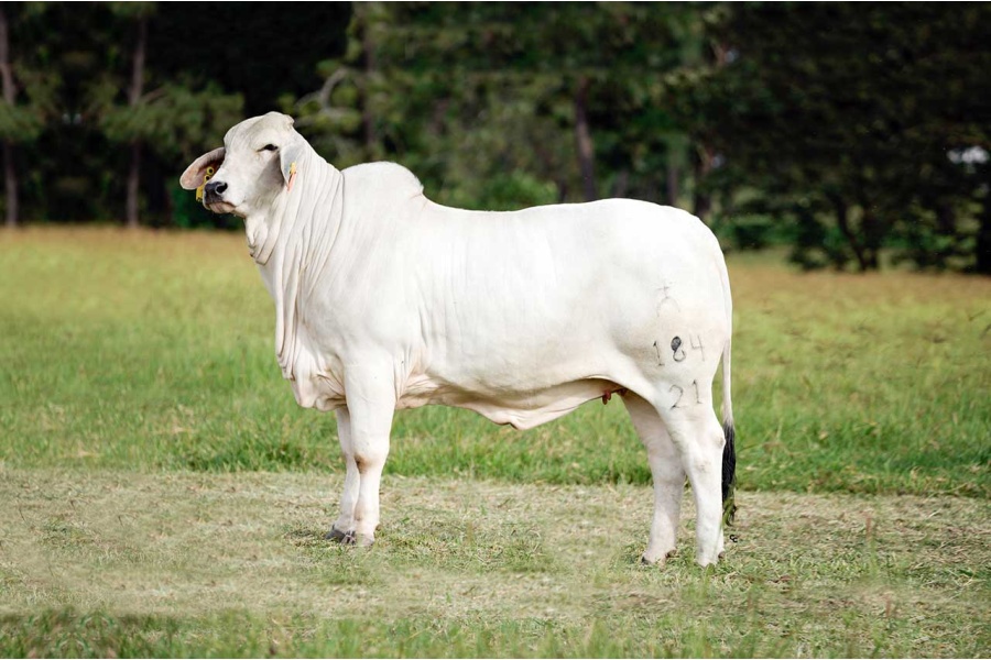 LOTE 28 - MISS CLARISSA 184/21 IA