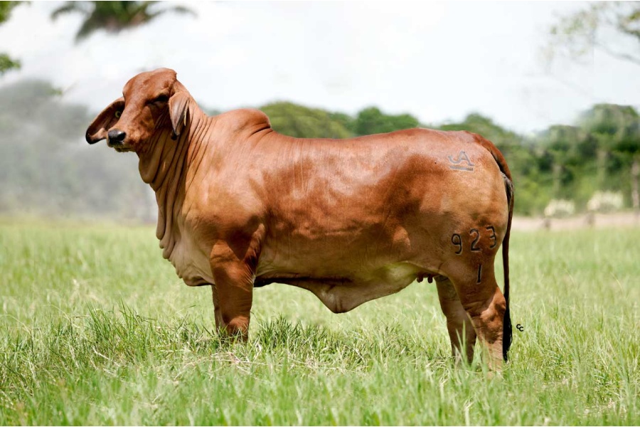 LOTE 11 - JJAL MISS NARANJOS SMOKN GUN 923/1