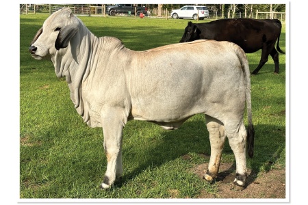 LOT 01 - JF MISS 30/22