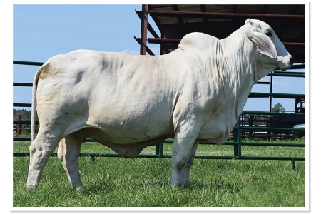 LOT 10 - 11 BRED COW - CHOICE OR X THE MONEY OF LOTS CHOSEN (A)