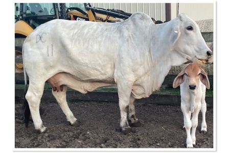 LOT 14 - DC MISS MATTIE 11