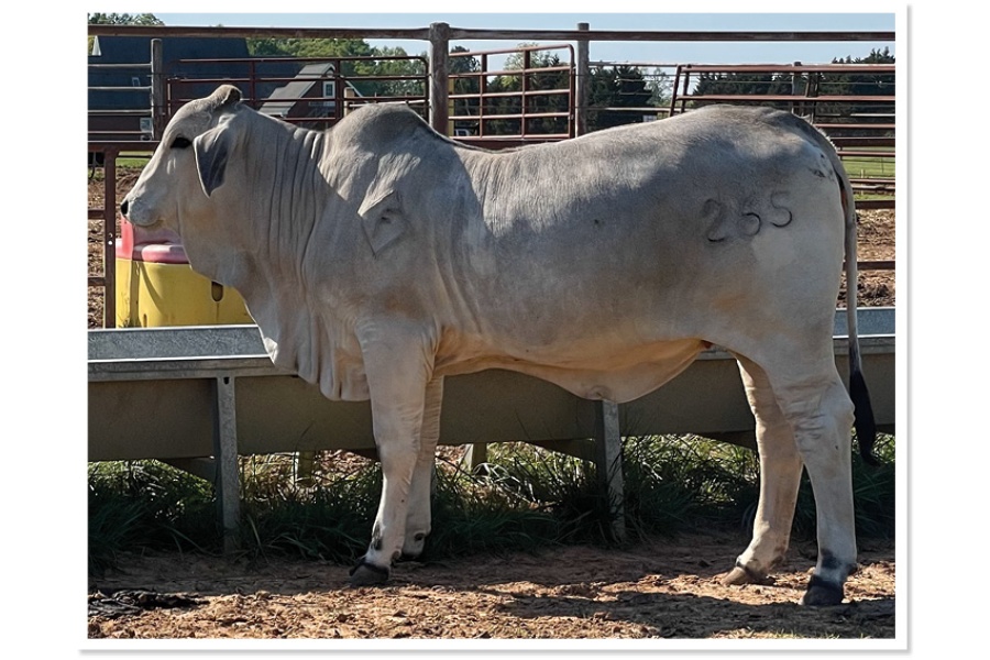 LOT 16 - MS DFF TANSA DOC GARRETT 265