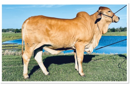 LOT 21 - MISS WARD 57 VELVET