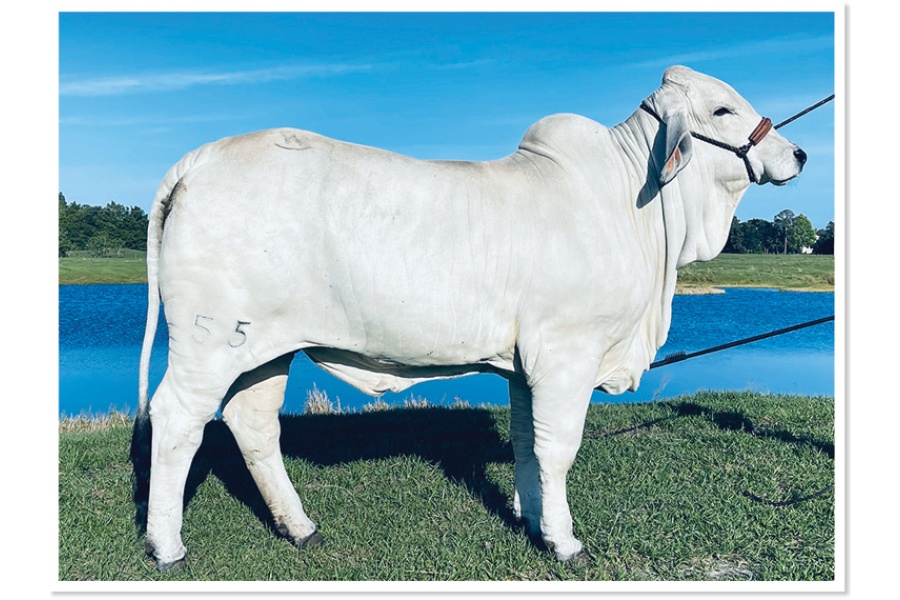LOT 22 - MISS WARD 55 JULIET