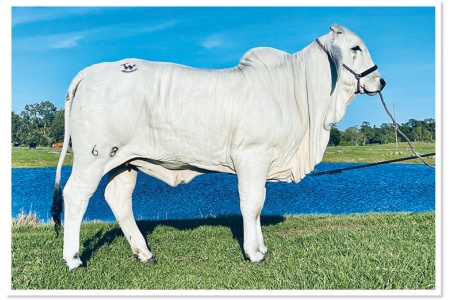 LOT 23 - MISS WARD 68 JUNE
