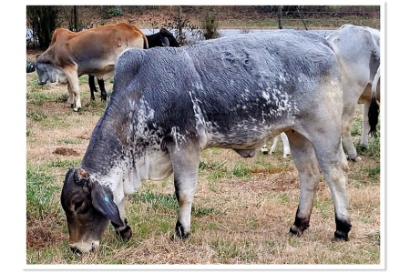LOT 26 - JF MISS BRONCE 5/21