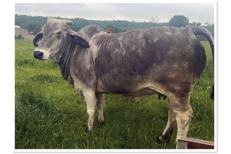 LOT 28 - DITTO 92/16