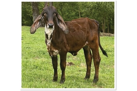 LOT 32 - PA FARMS MISS VERA 22-14