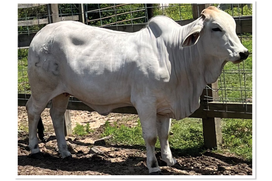 LOT 34 - MISS MITCHELL 203