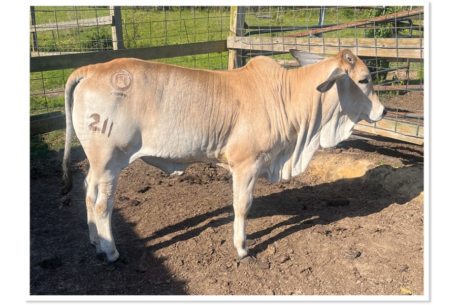 LOT 36 - MISS MITCHELL 211