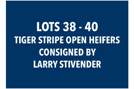 LOT 38 - 40 TIGER STRIPE OPEN HEIFERS - CHOICE OR X THE MONEY OF LOTS CHOSEN (C)