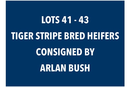 LOT 41 - 43 TIGER STRIPE BRED HEIFERS - CHOICE OR X THE MONEY OF LOTS CHOSEN (C)