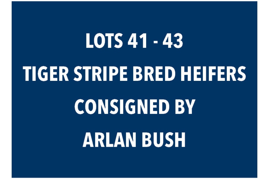 LOT 41 - 43 TIGER STRIPE BRED HEIFERS - CHOICE OR X THE MONEY OF LOTS CHOSEN (A)
