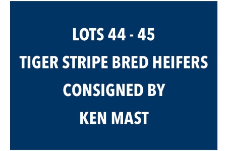 LOT 44 - 45 TIGER STRIPE BRED HEIFERS - CHOICE OR X THE MONEY OF LOTS CHOSEN (B)