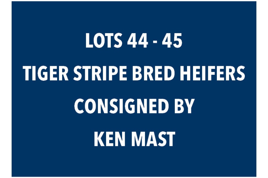 LOT 44 - 45 TIGER STRIPE BRED HEIFERS - CHOICE OR X THE MONEY OF LOTS CHOSEN (B)