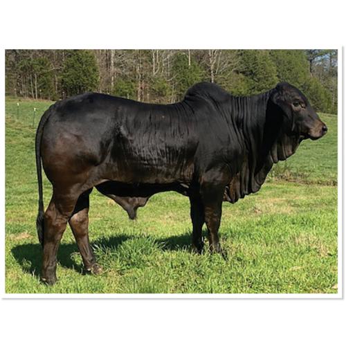 LOT 05 - CP POLLED TUX 5/2 (P)
