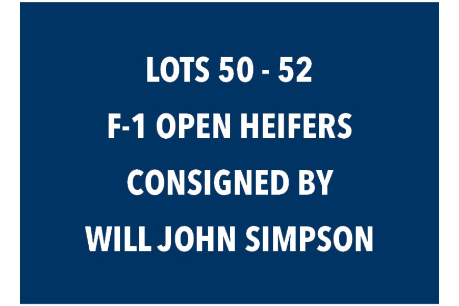 LOT 50-52 F-1 OPEN HEIFERS - CHOICE OR X THE MONEY OF LOTS CHOSEN (B)