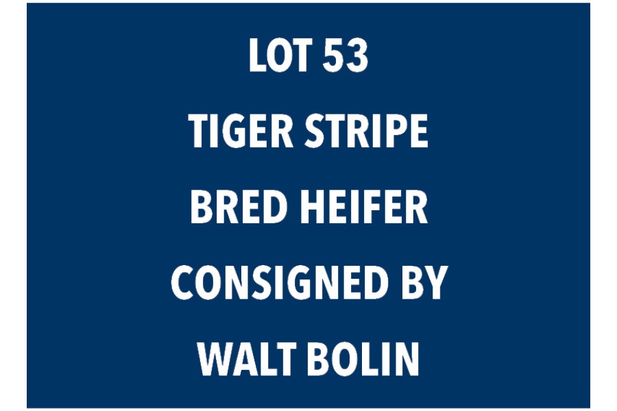 LOT 53 TIGER STRIPE BRED HEIFER