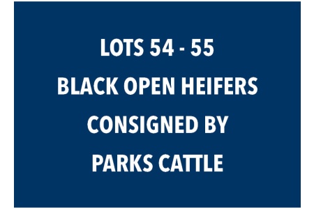 LOT 54-55 BLACK OPEN HEIFERS - CHOICE OR X THE MONEY OF LOTS CHOSEN (B)
