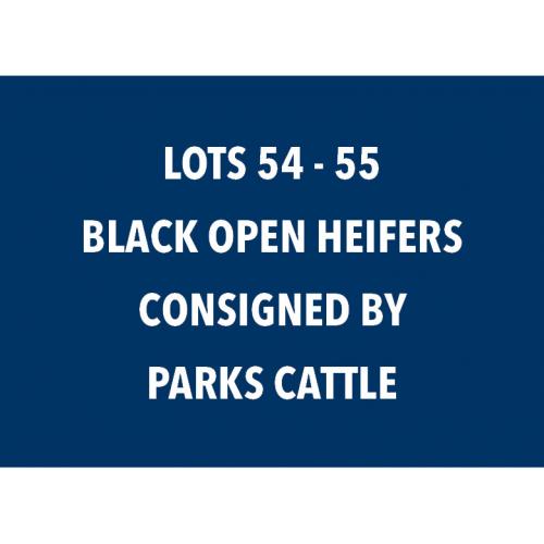 LOT 54-55 BLACK OPEN HEIFERS - CHOICE OR X THE MONEY OF LOTS CHOSEN (A)