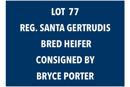 LOT 77 REG. SANTA GERTRUDIS BRED HEIFER
