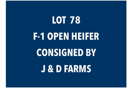 LOT 78 F-1 OPEN HEIFER
