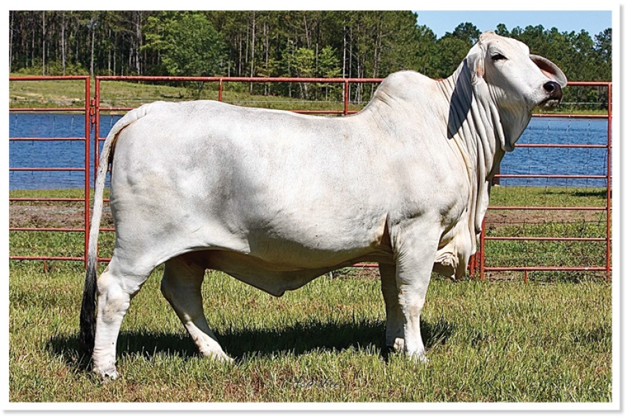 LOT 09 - LEE’S MISS CAMELIA 09 (P)