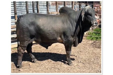 LOT F - PCC LMC POLLED PRIORITY (P) 50/0 - 10 STRAWS