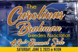 43RD CAROLINAS BRAHMAN BREEDERS SALE