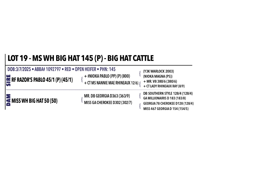 LOT 019 - MS WH BIG HAT 145 (P) - BIG HAT CATTLE