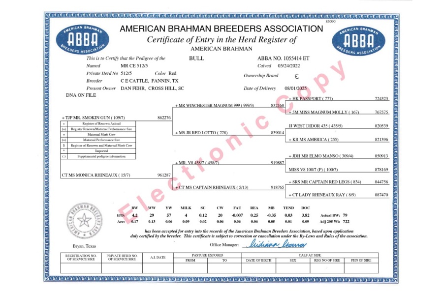 MR CE 512/5 - RED BRAHMAN HEIFER PLUS SEMEN PACKAGE - USA & WORLD-WIDE