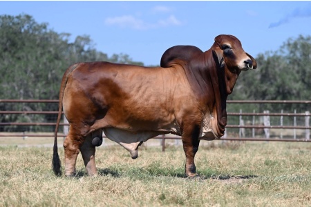 MR CE 512/5 - RED BRAHMAN HEIFER PLUS SEMEN PACKAGE - USA & WORLD-WIDE