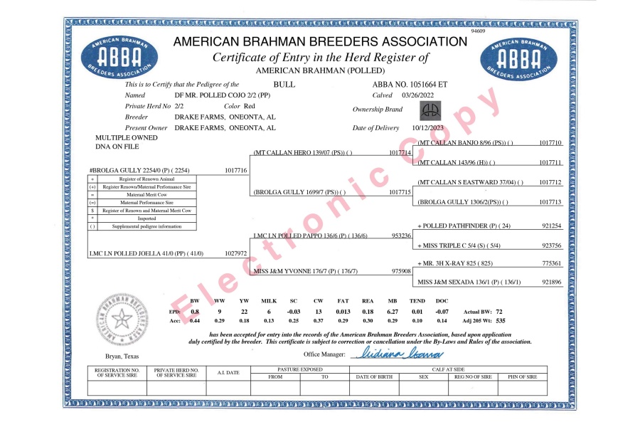 DF MR. POLLED COJO 2/2 (PP) - RED BRAHMAN SEXED SEMEN PACKAGE - USA & WORLD-WIDE