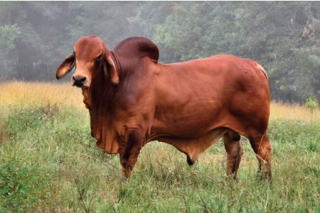 DF MR. POLLED COJO 2/2 (PP) - RED BRAHMAN CONVENTIONAL SEMEN PACKAGE - USA & WORLD-WIDE