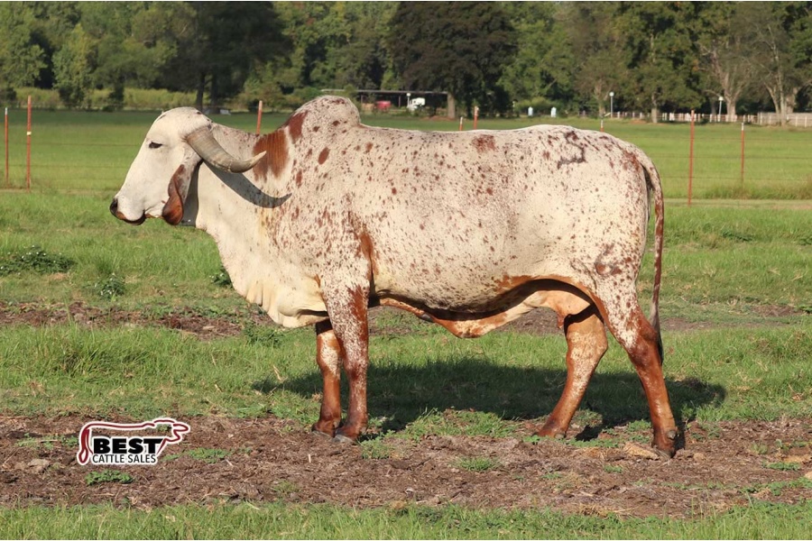 LOT  03 - CWS MISS 96