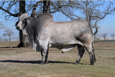 JAMES MONROE 723 "CARDENAL" SEMEN PACKAGE - GRAY BRAHMAN CONVENTIONAL SEMEN  WORLD-WIDE INCLUDING USA