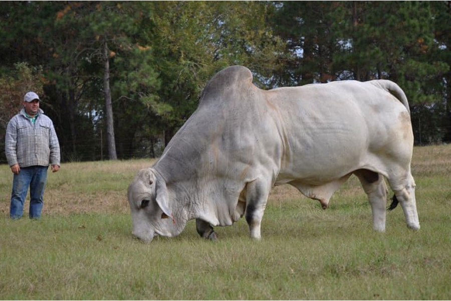 JDH MR MANSO 663 SEMEN PACKAGE