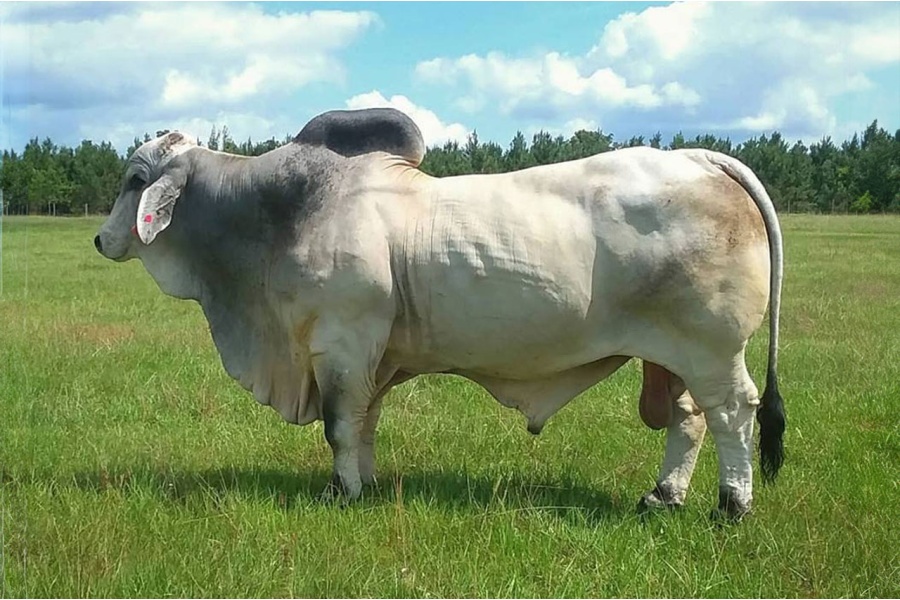 JDH MR MANSO 663 SEMEN PACKAGE