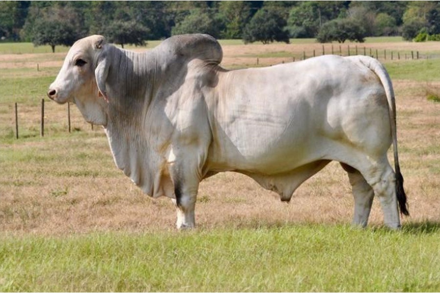JDH MR MANSO 663 SEMEN PACKAGE