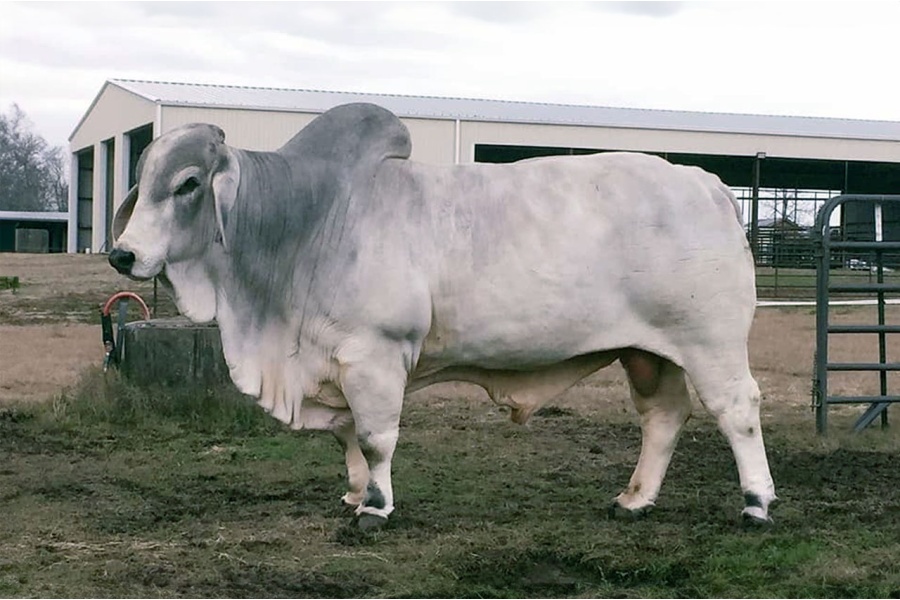 MISSJ&M SEXADA 853/5 X MR +S GRANT MANSO 461 EMBRYO PACKAGE