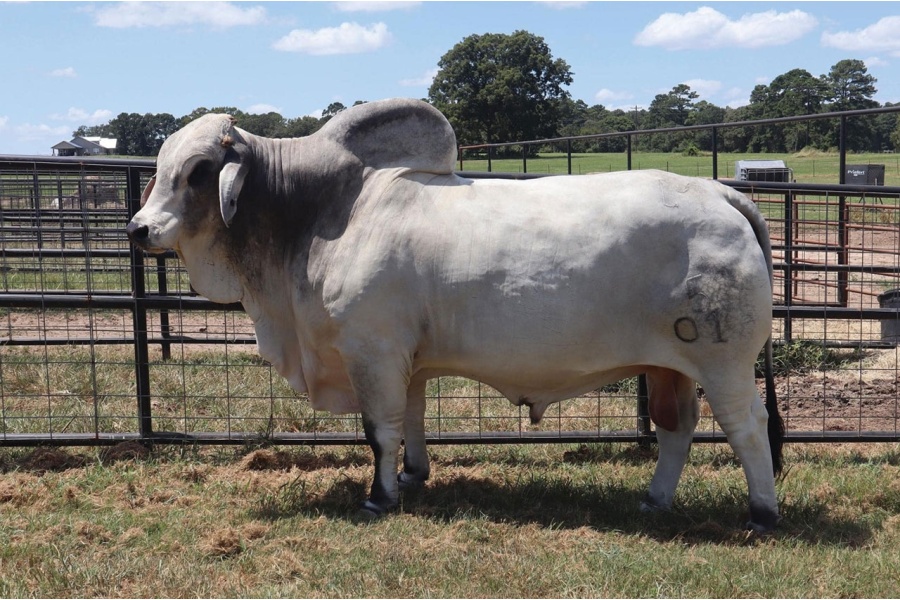 LM MR. TRINITY MANSO 5/01 SEMEN PACKAGE