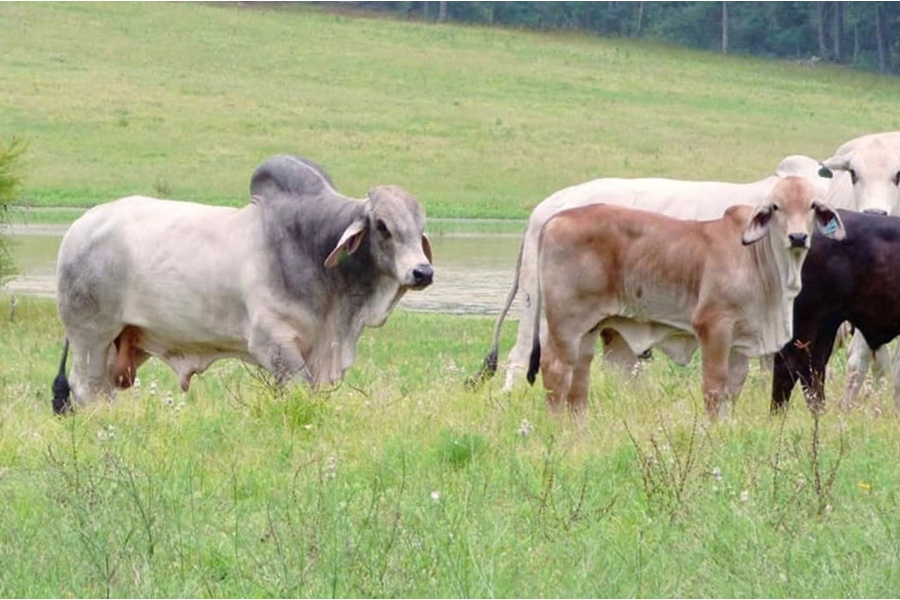 LM MR. TRINITY MANSO 5/01 SEMEN PACKAGE