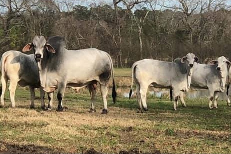 LM MR. TRINITY MANSO 5/01 SEMEN PACKAGE