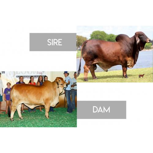LOT 23- MR SG 97/4 (RED CHIEF) x LADY M CARMILA ROJO 30/9 - 3 CONVENTIONAL EMBRYO PACKAGE