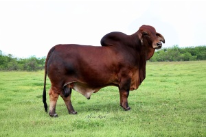 DADR ACHILLES 5/0 - SEXED FEMALE SEMEN PACKAGE - USA ONLY