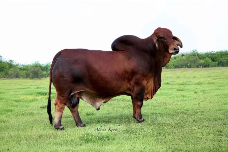 DADR ACHILLES 5/0 - CONVENTIONAL SEMEN PACKAGE - FOREIGN ONLY