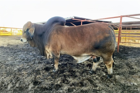 DADR APOLLO 35/3 - CONVENTIONAL SEMEN PACKAGE - USA ONLY