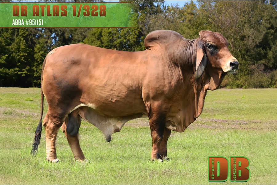 LOT 02 - DB SOUTHERN STAR SEMEN LOT