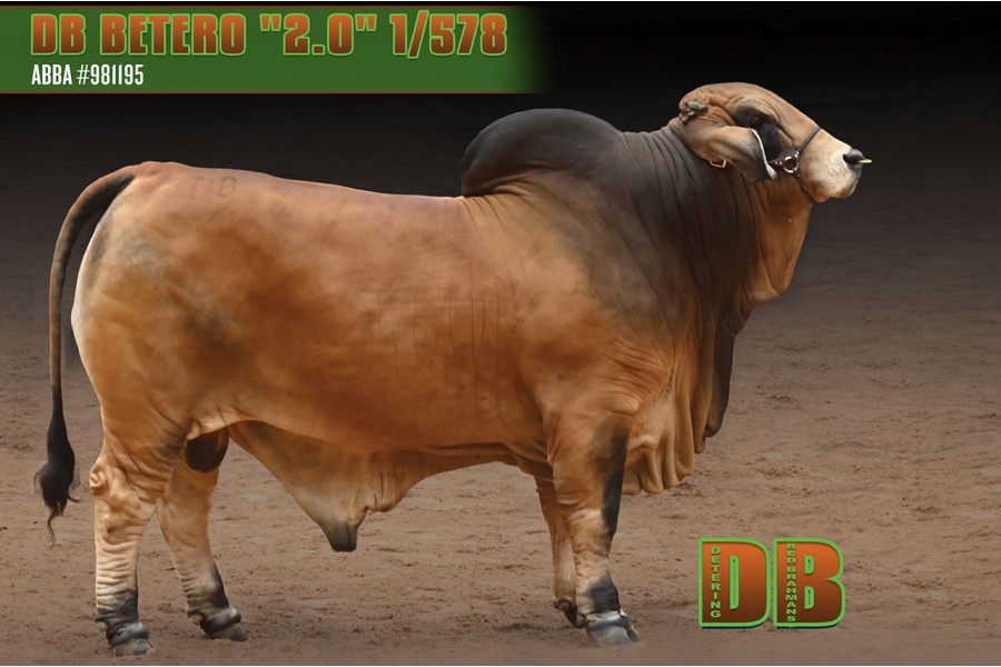 LOT 02 - DB SOUTHERN STAR SEMEN LOT